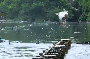 现实版鱼跃龙门上演