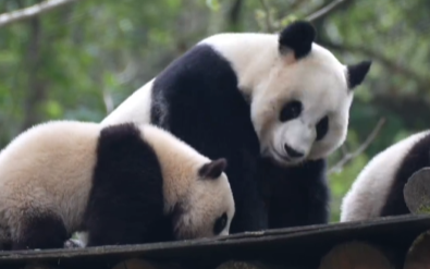 人类为什么爱看大熊猫