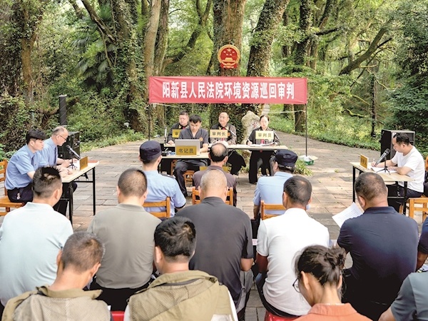 百年古樟树下开庭 沉浸式普法