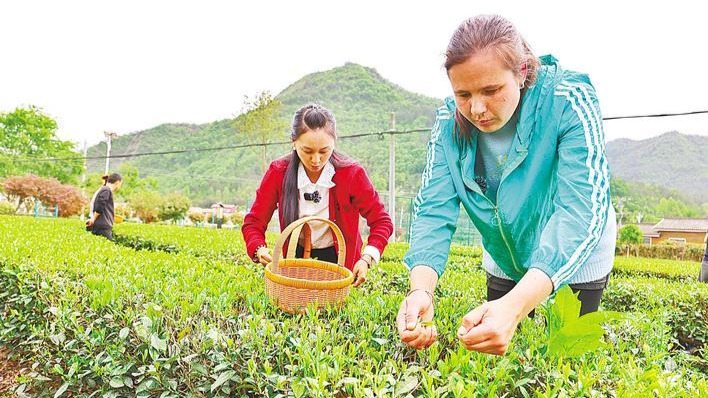 洋媳婦在鄂西北茶鄉(xiāng)扎下根