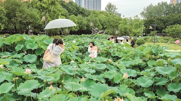赏荷面积达77万平方米 “荷”你相逢在武汉