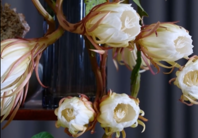 昙花绽放瞬间好治愈