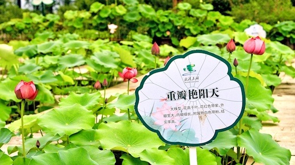 2026东湖荷园荷花展启幕