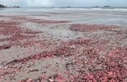 泰国数百万只粉红海参搁浅
