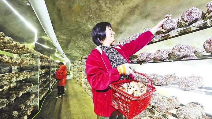 废弃矿洞变成“菌菇农场”
