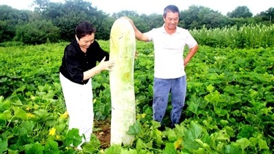 冬瓜偏大不好卖  种植大户盼销路