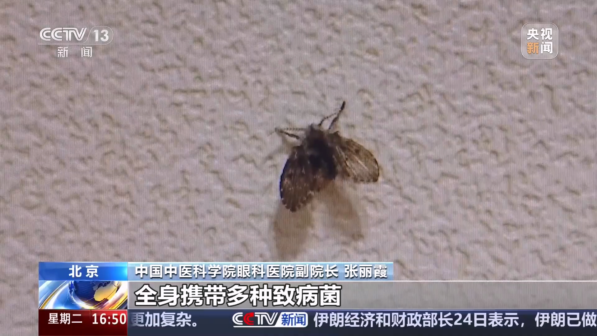 这种黑色小飞虫是移动病菌库