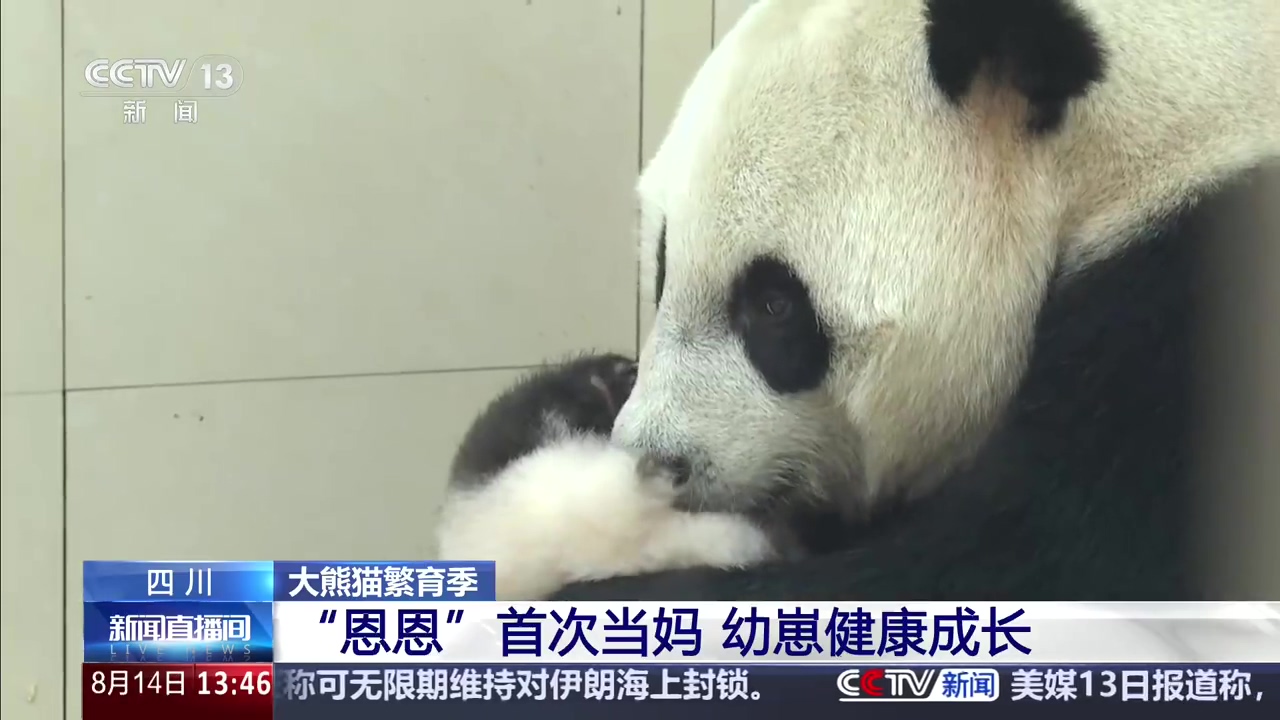 大熊猫新手妈妈照料幼崽也手足无措