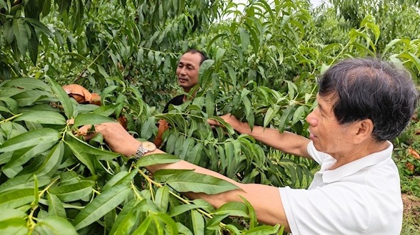 农民“姚隆平”种出“中国最好吃的桃子”