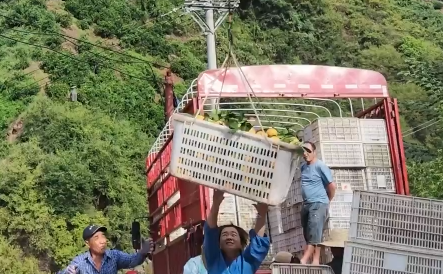 秭归无人机“助飞”夏橙丰收