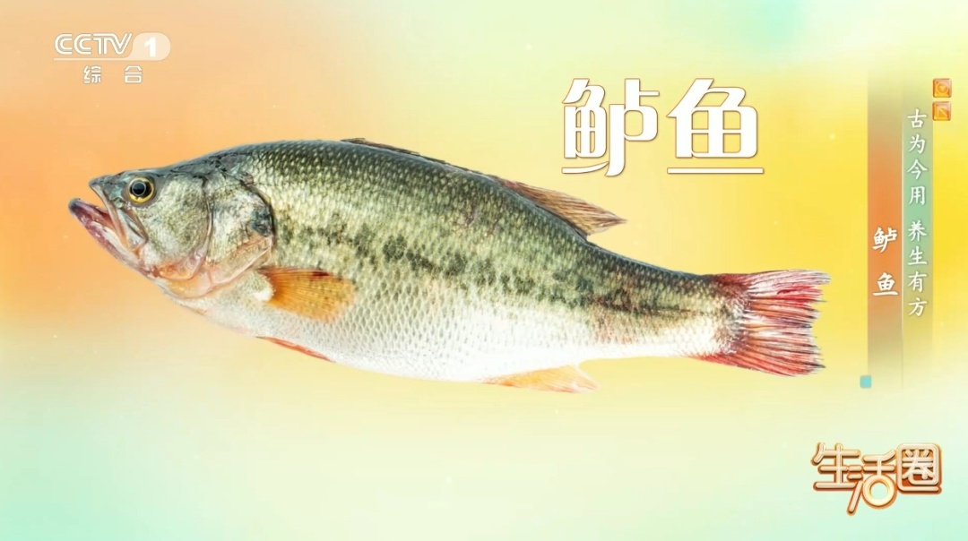 秋季吃鲈鱼有助于护血管养筋骨,这3类人尽量别吃
