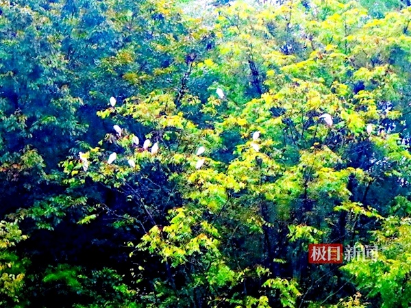 白鹭栖树梢，山村入画来
