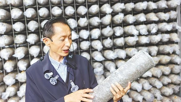 郧西“种”出5400万袋香菇