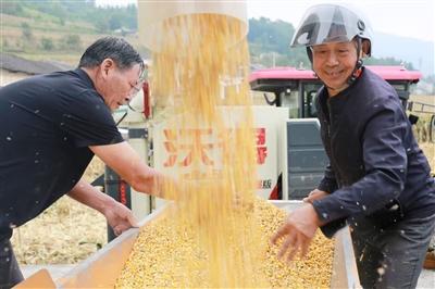 机收玉米 颗粒归仓