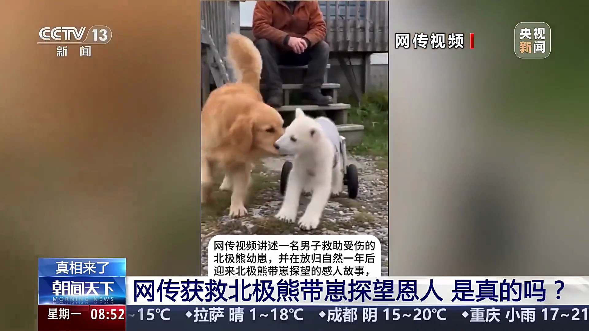 北极熊报恩AI视频骗了好多人