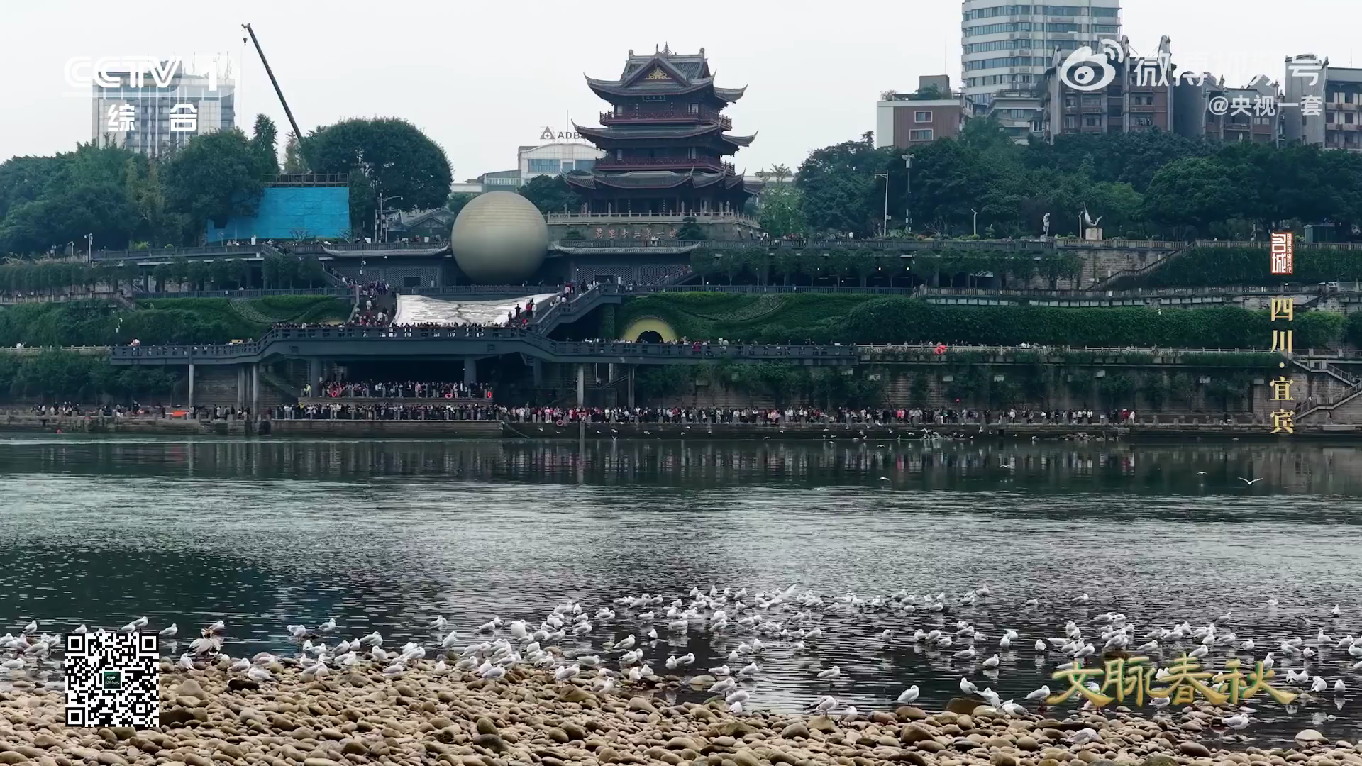 长江的鱼多到成为景点
