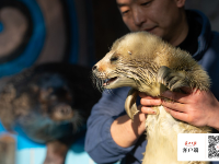 首个海豹宝宝诞生东湖海洋世界
