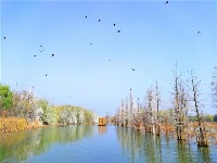 祝贺！湖北10处国家湿地公园试点顺利
