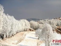 甘肃陇西雪后现雾凇 田野树林披“银装”