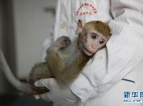 我国科学家创建世界首例生物节律紊乱体细胞克隆猴模型