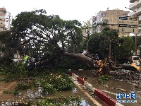 土耳其地中海沿岸遭遇强龙卷风 温室大棚被掀翻损失惨重