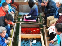 日本著名金鱼产地举行新年首次竞拍 最贵品种每条上千元