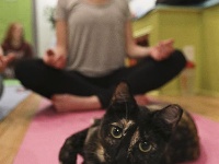 猫咪瑜伽