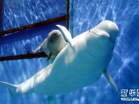 珠海长隆一次繁育成功三头小白鲸