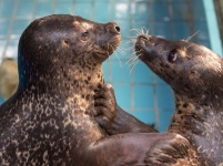 武汉东湖海洋世界首个海豹宝宝诞生