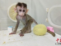 我国科学家创建世界首例生物节律紊乱体细胞克隆猴模型