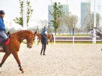 军运会赛马调训团队厉兵秣马 每匹马都有专业按摩师