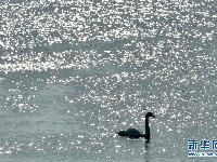 美丽的天鹅海湾