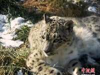 雪豹“傲雪”動(dòng)物園內(nèi)樂享冬日暖陽 