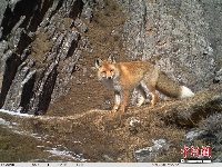 红外相机澜沧江源拍摄到大量珍稀野生动物