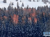 “额尔齐斯河第一村”的冬天