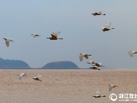 浙江玉環(huán)：白鷺翩舞鬧海港