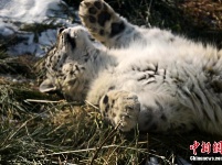 雪豹“傲雪”動(dòng)物園內(nèi)樂享冬日暖陽 