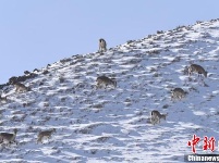 甘肃阿克塞百余只“岩壁精灵”雪中觅食