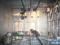 我国科学家创建世界首例生物节律紊乱体细胞克隆猴模型