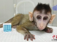 我国科学家创建世界首例生物节律紊乱体细胞克隆猴模型