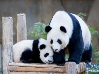 马来西亚为在马出生的第二只大熊猫宝宝庆生