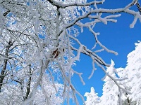 湖北现“林海雪原” 银装素裹风景如画