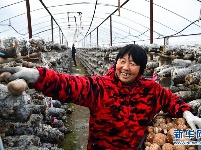 河南鲁山：香菇种植助农致富 