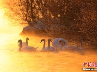 新疆天鹅泉缥缈雾气中天鹅起舞