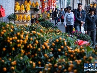 年桔、年花、年菜里的“年味儿”——澳门年宵市场见闻
