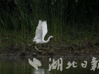 天鹅浮游黑鹳徜徉 朱湖湿地鸟类朋友圈越来越大