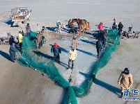 达里诺尔湖上冬捕忙