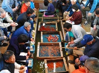 日本著名金鱼产地举行新年首次竞拍 最贵品种每条上千元