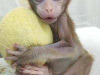 我国科学家创建世界首例生物节律紊乱体细胞克隆猴模型