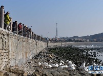 美丽的天鹅海湾